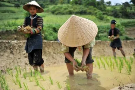 zwarte-lolos-noordoost-vietnam