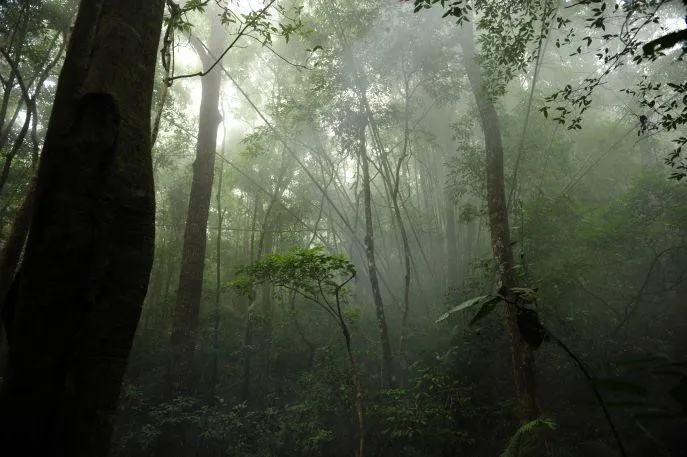 cat-tien-nationaal-park-jungle-vietnam-mist