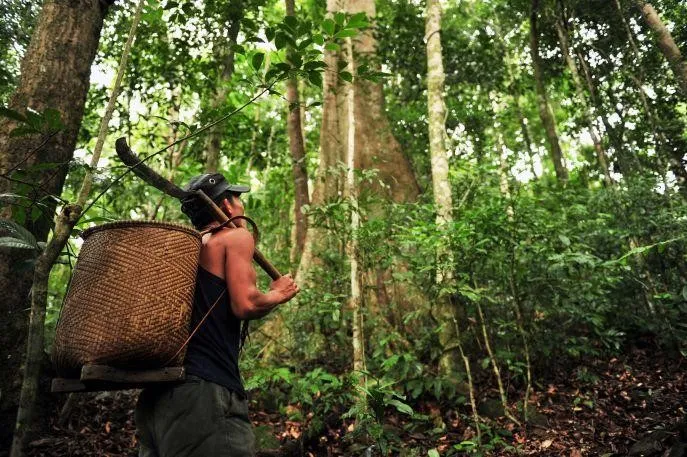 cat-tien-nationaal-park-jungle-vietnam