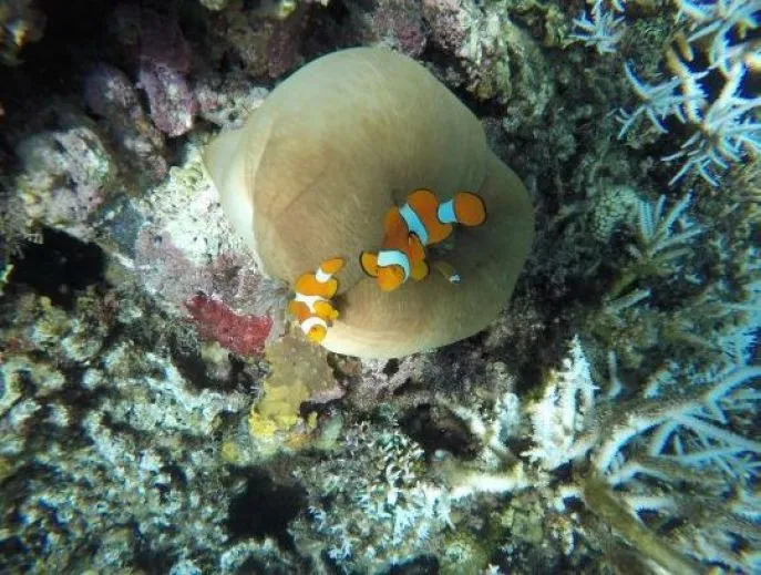 togian eilanden sulawesi indonesie2