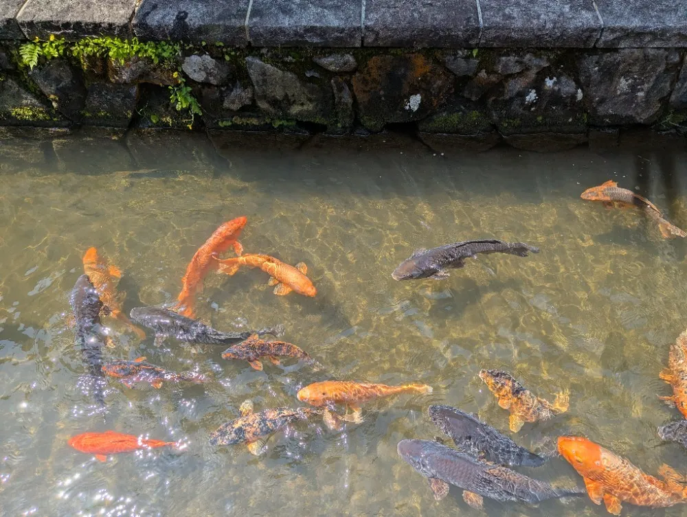 Koikarper-Hida-Furakawa