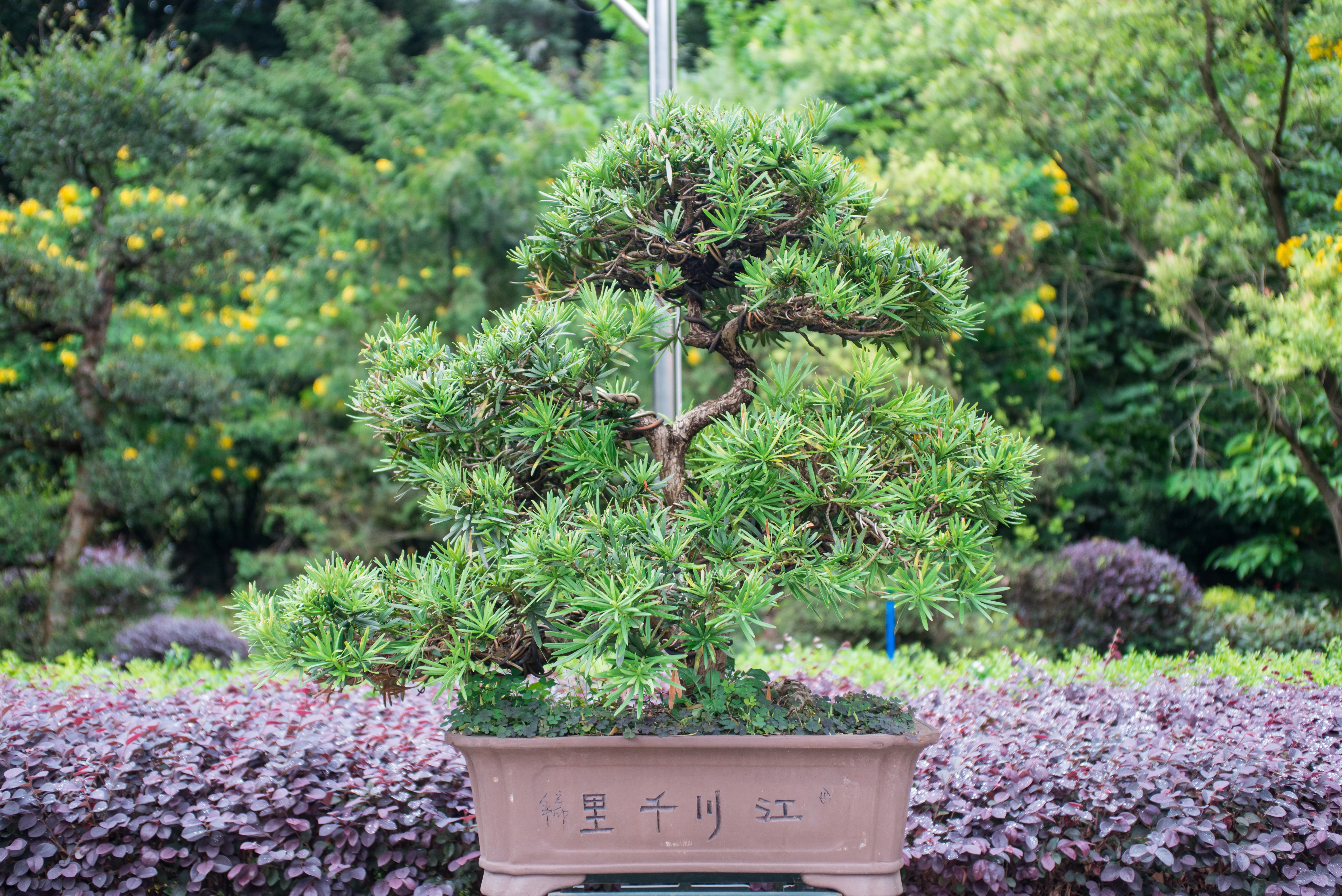 bonsai-tree-growing-garden