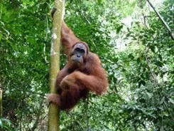 orang-oetan-ketambe-trekking-dimsum-reizen