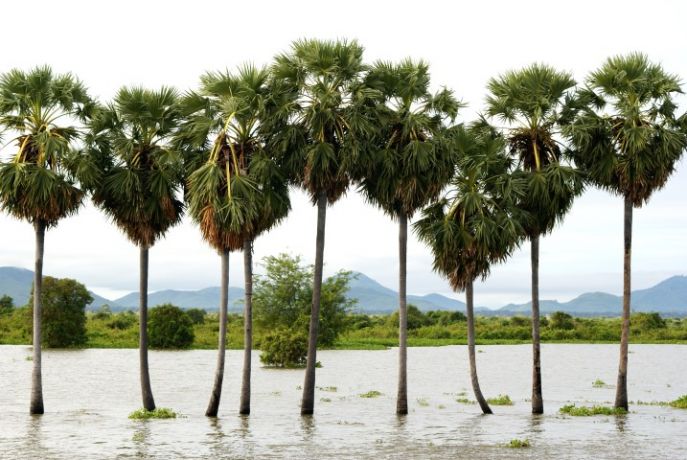 dimsum reizen varen over het tonle sap meer in cambodja priv excursies