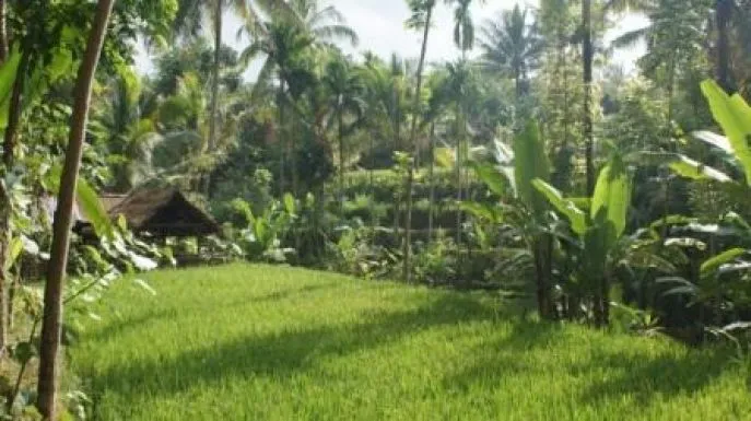 lombok tetebatu rijstvelden
