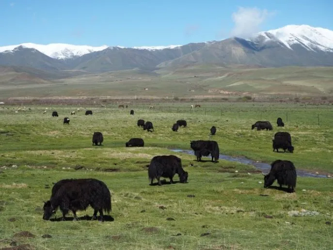 tibetaanse graslanden amdo