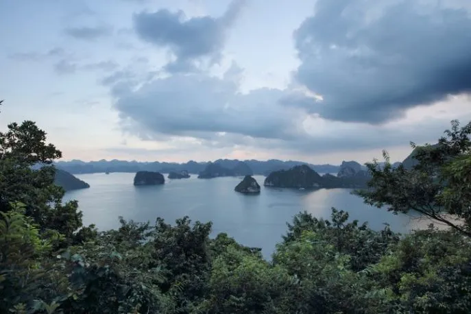 bai tu long bay small