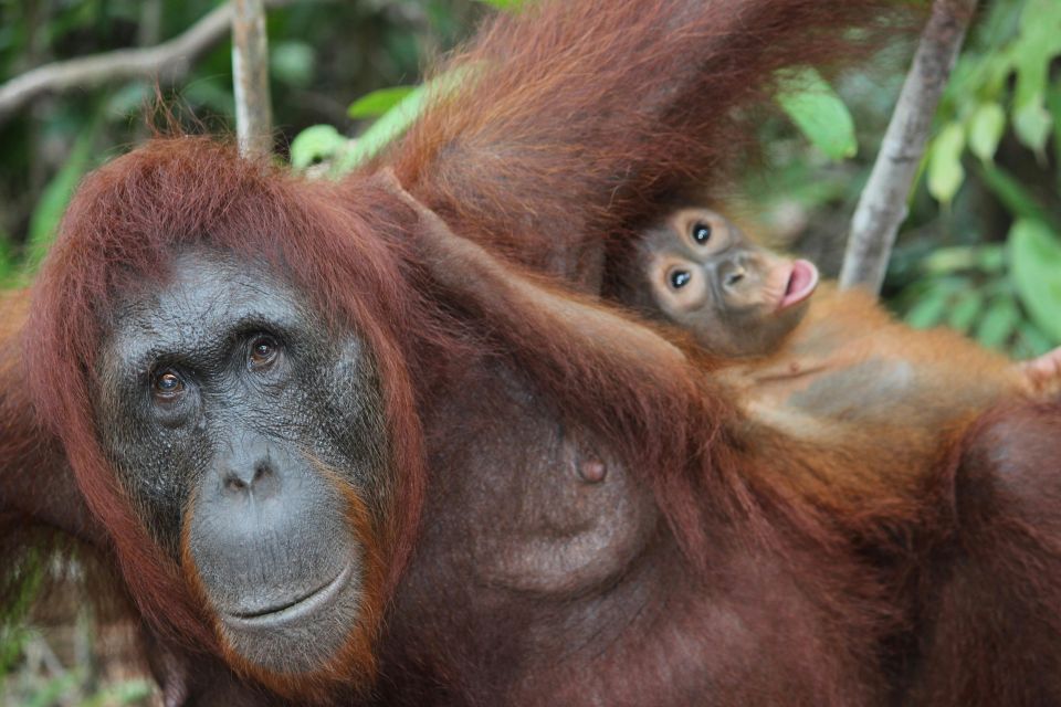 Sfeerafbeelding complete rondreis maleisie inclusief borneo