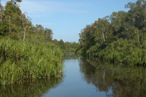 Sfeerafbeelding kalimantan reis