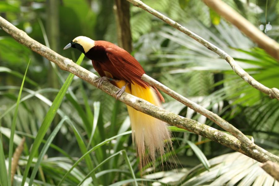 Sfeerafbeelding paradijsvogel west papua