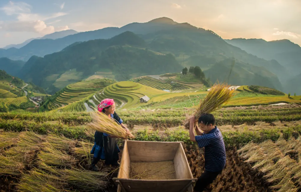 Sfeerafbeelding rijstvelden vietnam dimsum reizen