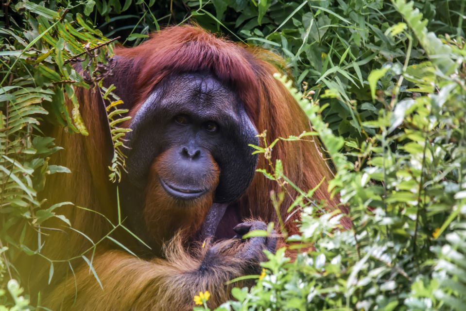 Sfeerafbeelding prive rondreis kalimantan indonesie