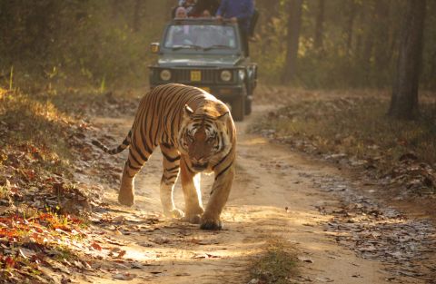 Sfeerafbeelding kanha india huwelijksreis jeepsafari