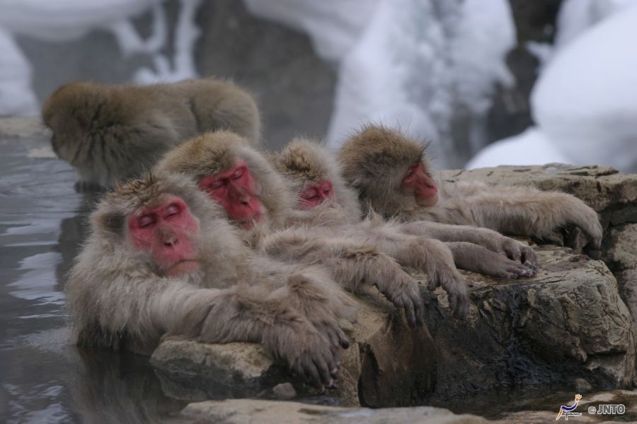 Sfeerafbeelding dimsum reizen shibu sneeuwapen bouwsteen japan