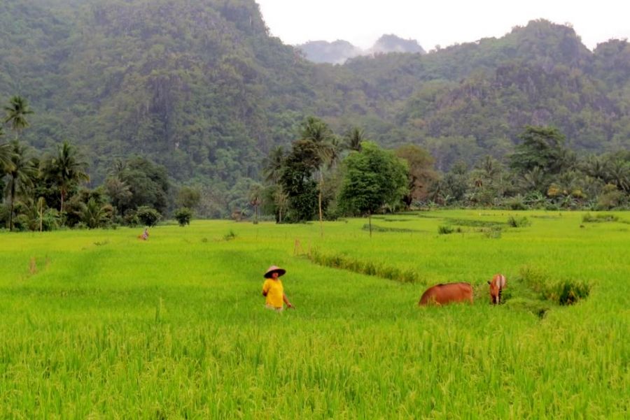 Sfeerafbeelding malino sulawesi indonesie