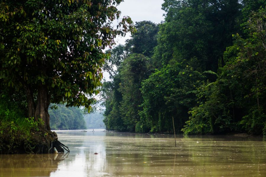 Sfeerafbeelding dimsum reizen maleisie oost borneo sabah kinabatangan rivier