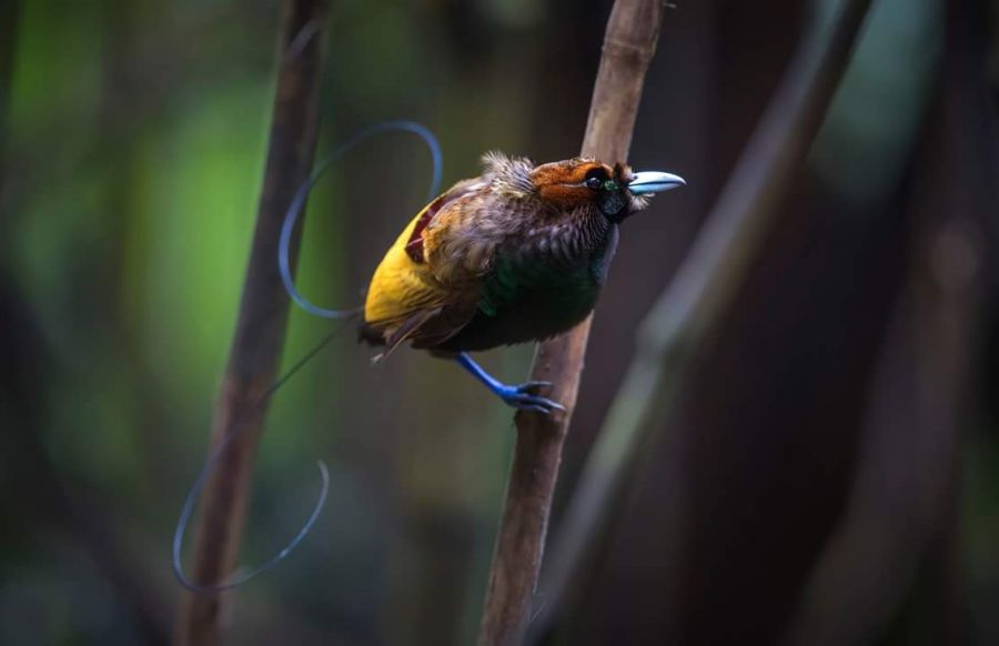 Sfeerafbeelding dimsum reizen west papua klasow vallei paradijsvogel