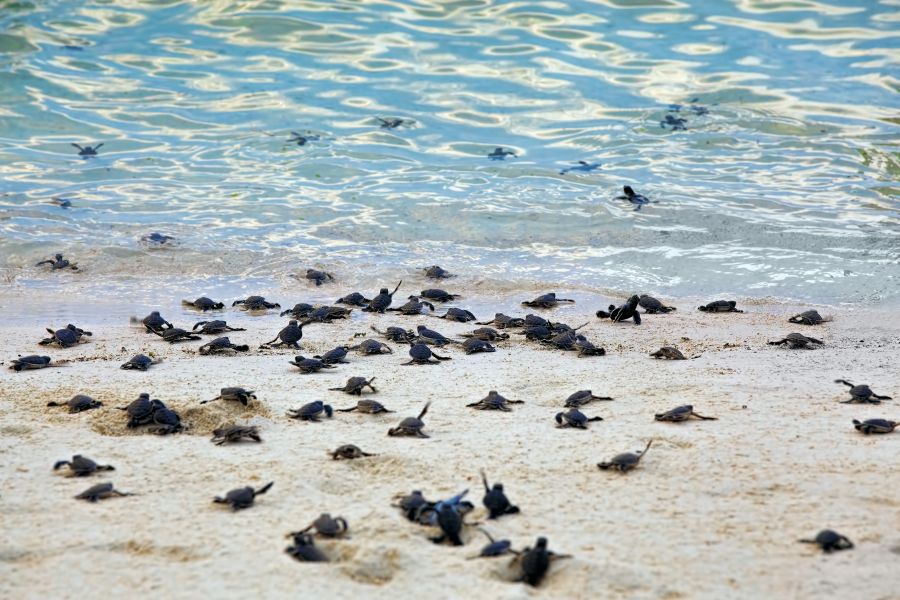 Sfeerafbeelding dimsum reizen selingan turtle island