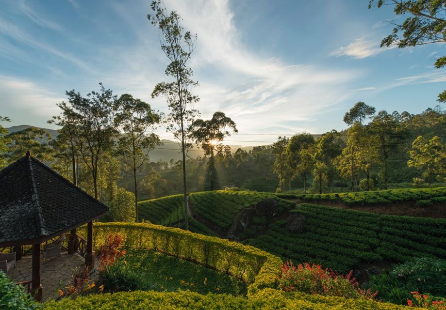 Sfeerafbeelding ceylon tea trails