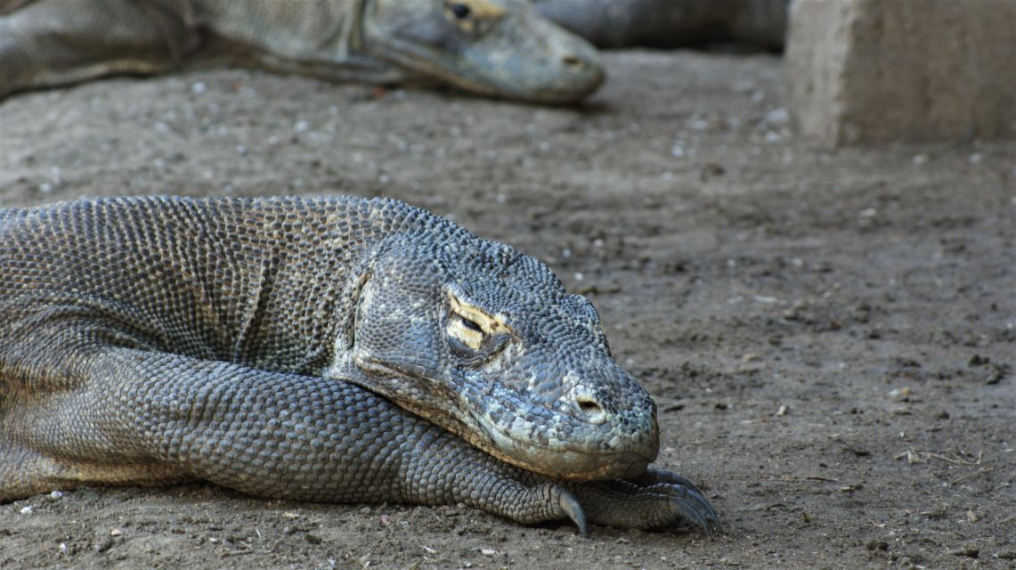 Sfeerafbeelding dimsum reizen indonesie komodo nationaal park