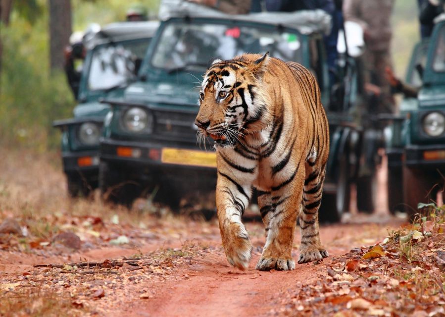 Sfeerafbeelding 0 dimsum india rondreis ranthambhore