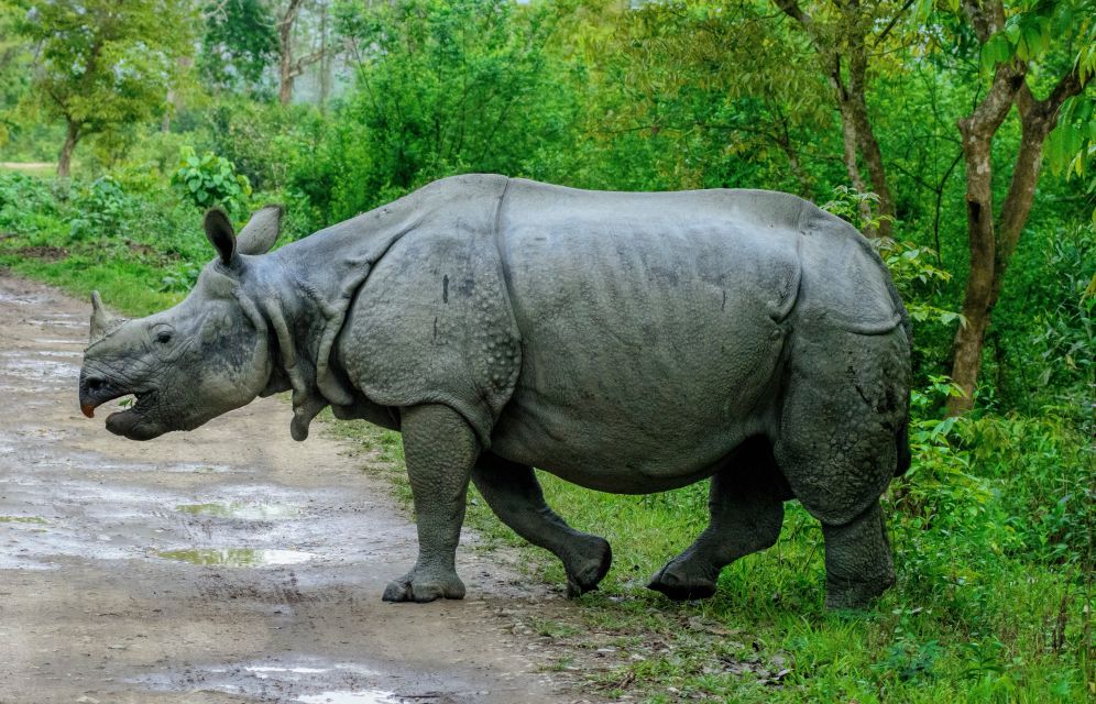 Sfeerafbeelding dimsum reizen naar bhutan bezoek het kazrianga nationaal park