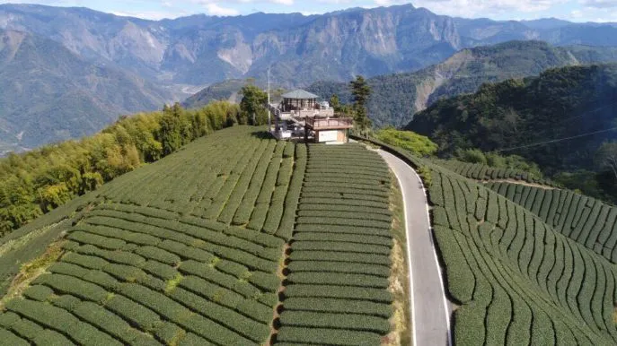 Sfeerafbeelding meishan tea plantation2 pauline