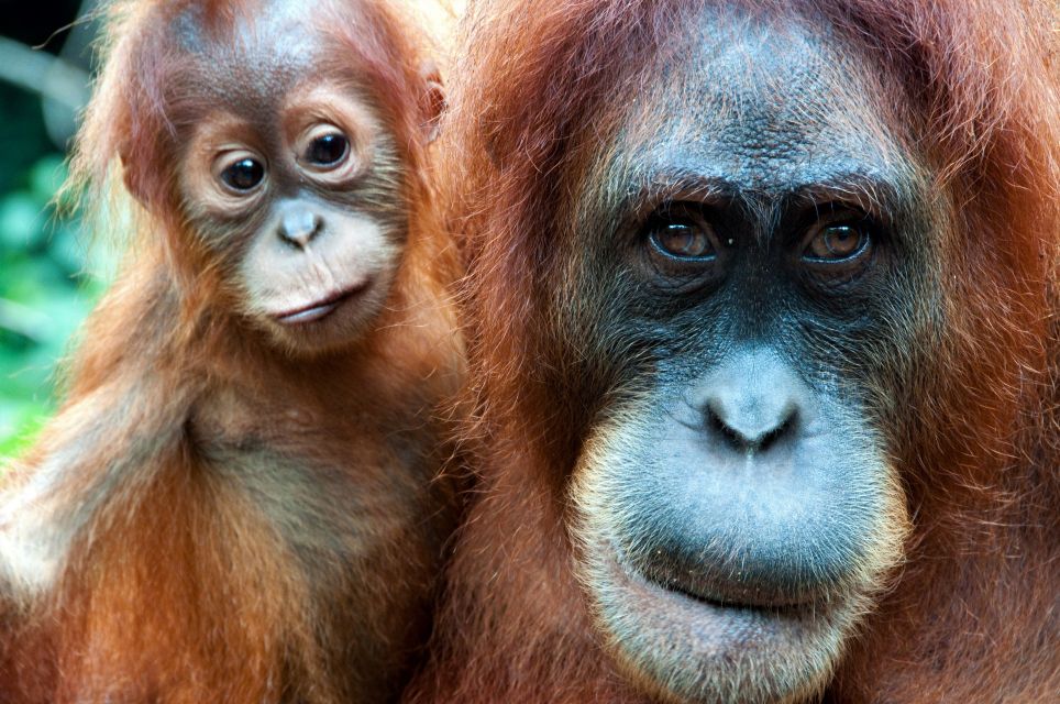 Sfeerafbeelding dimsum reizen naar maleis borneo de orangoetan trail batang ai nationaal park