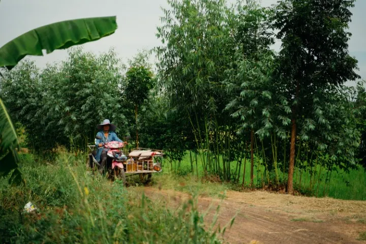 Sfeerafbeelding rondreis-laos-thailand-dimsum-reizen