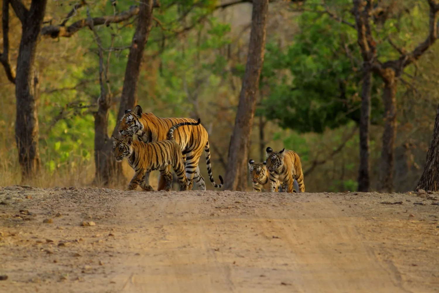 Sfeerafbeelding Bhandavgarh%20tijgers%20spotten%20kerstreis%20India