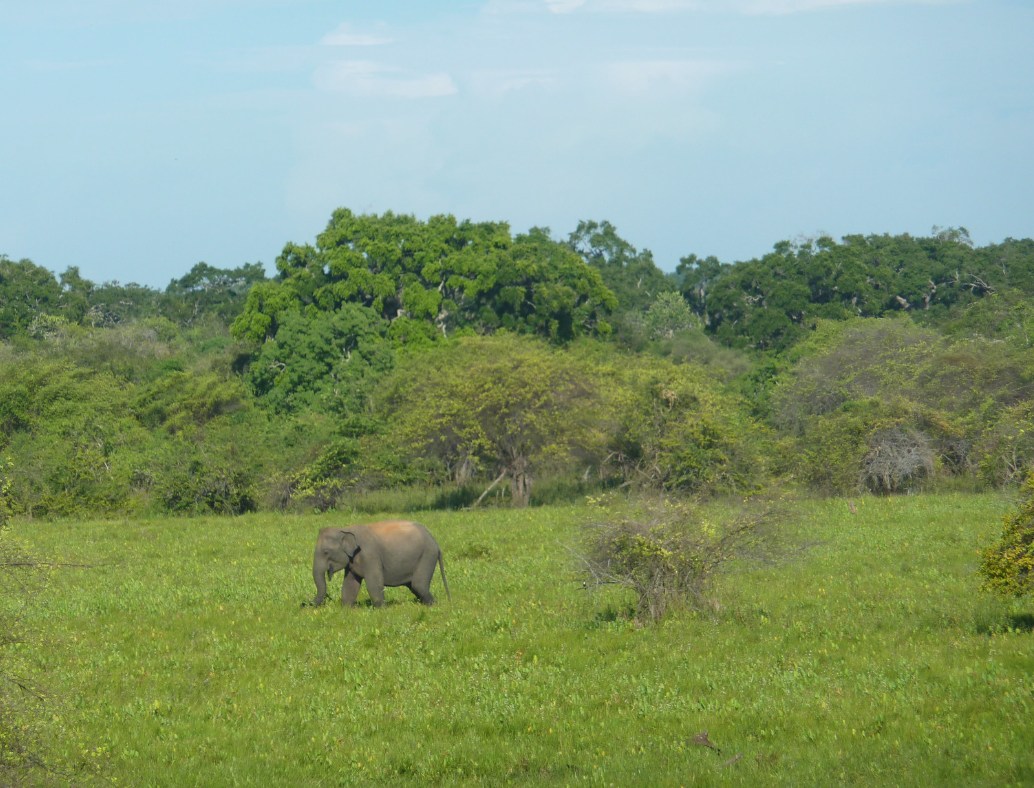 Sfeerafbeelding Yala national park Sri-Lanka