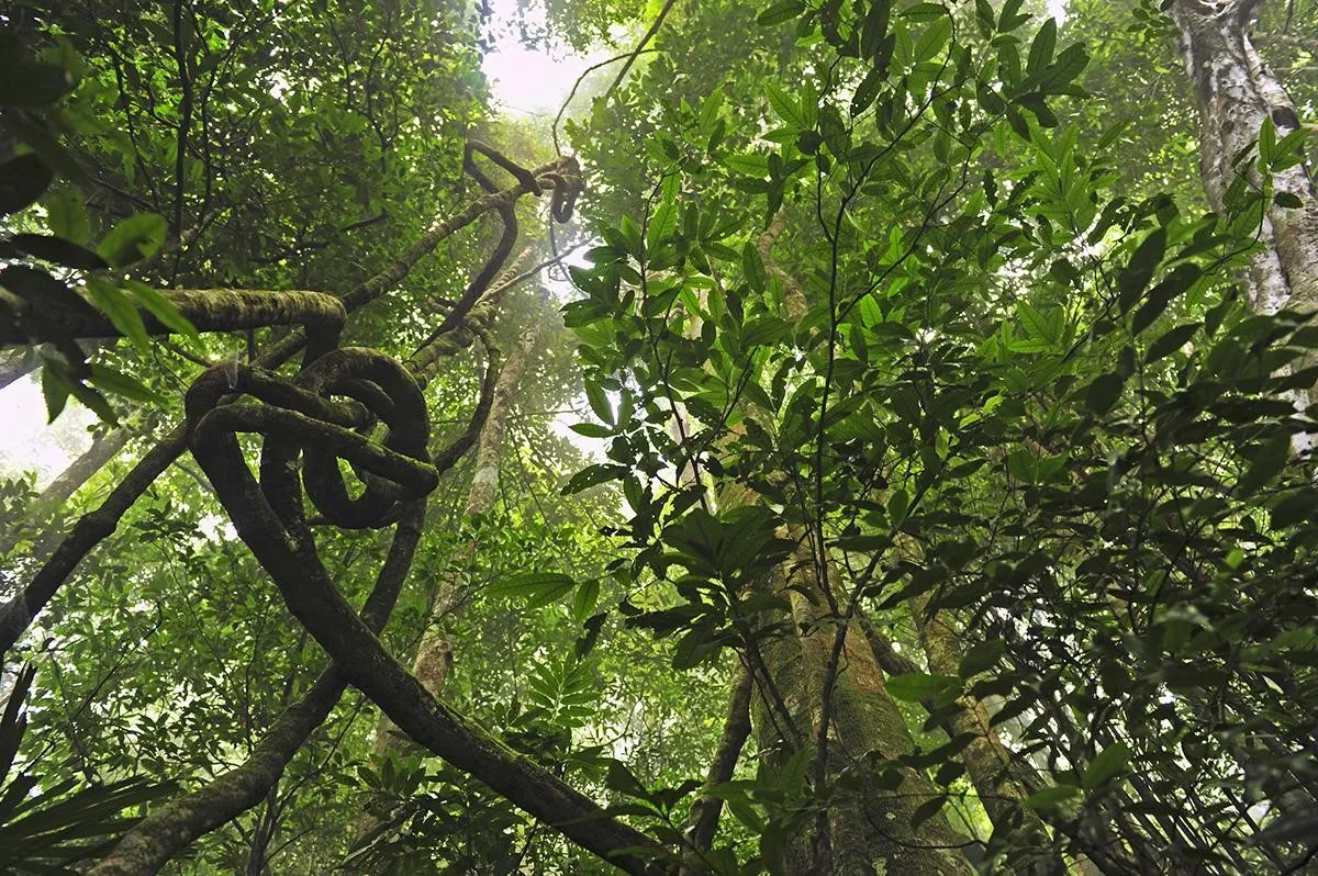 Sfeerafbeelding cat-tien-nationaal-park-bomen-vietnam-dimsum-reizen