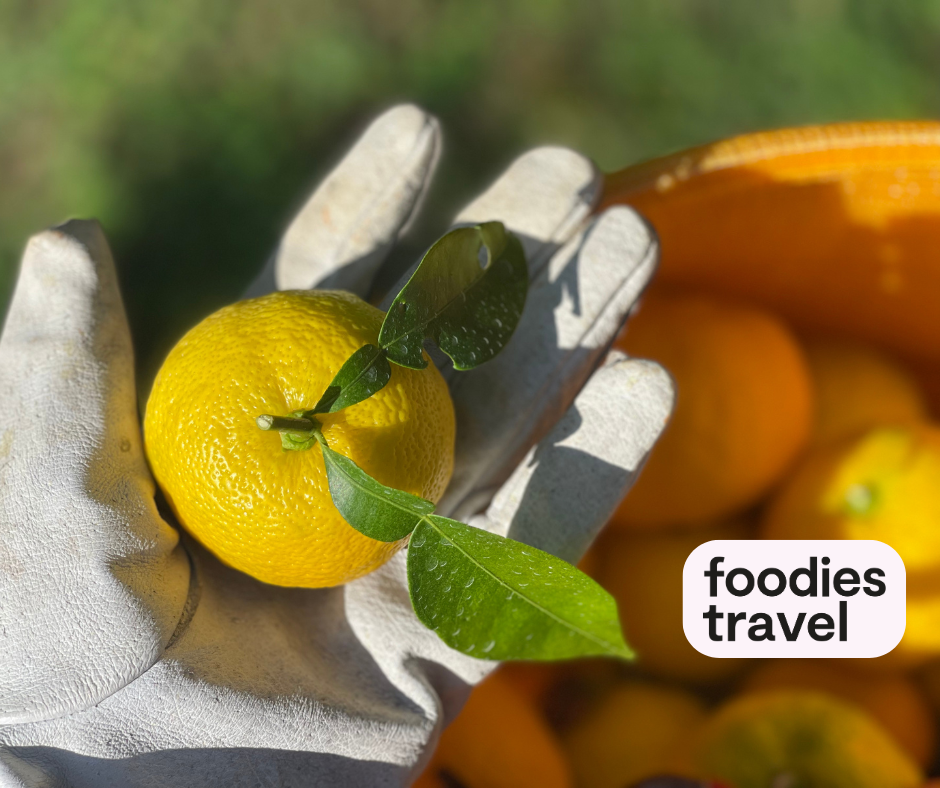 Sfeerafbeelding Yuzu-plukken-kochi-foodies-tavel%20%287%29
