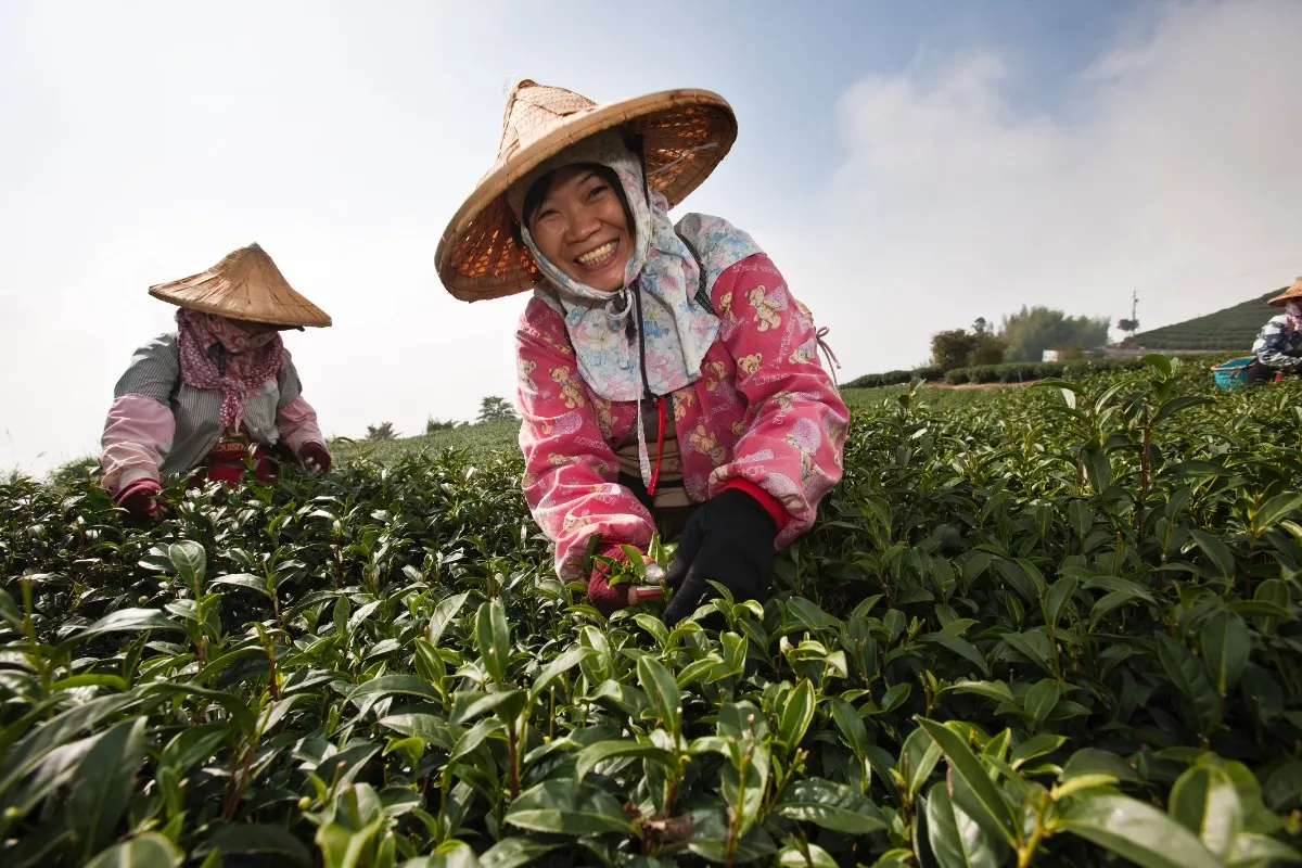 Sfeerafbeelding Taiwan-Alishan-tea-farmer
